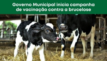 Governo Municipal de Sananduva inicia campanha gratuita de vacina��o contra a brucelose